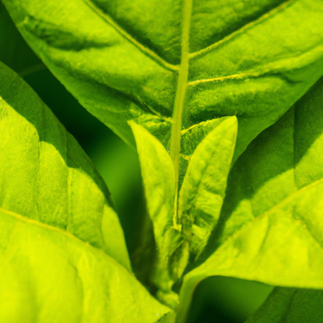 DALL·E 2023-04-04 15.19.42 - Tobacco Plant A close-up image of the tobacco plant, with the focus on its leaves, from which nicotine is extracted. The rich green leaves contrast a_995_995_812_812.png