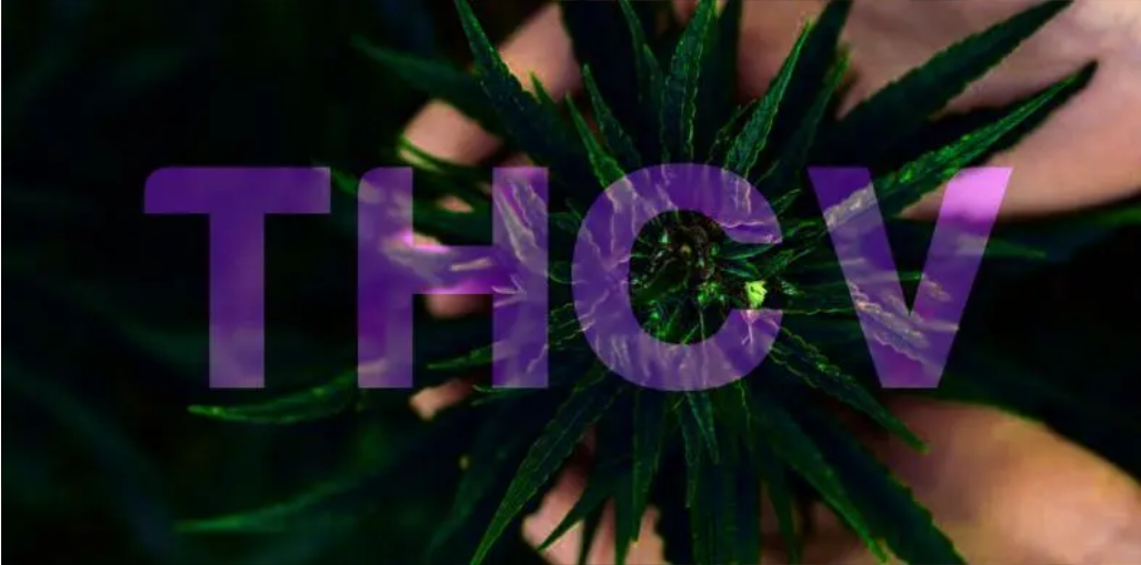 What is THC-O?